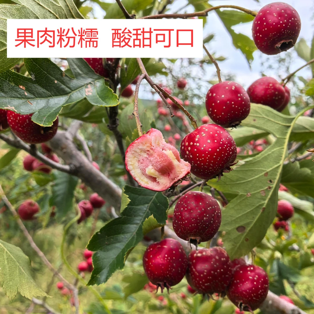 水果山楂 小金星熟了  酸甜可口 果肉粉糯