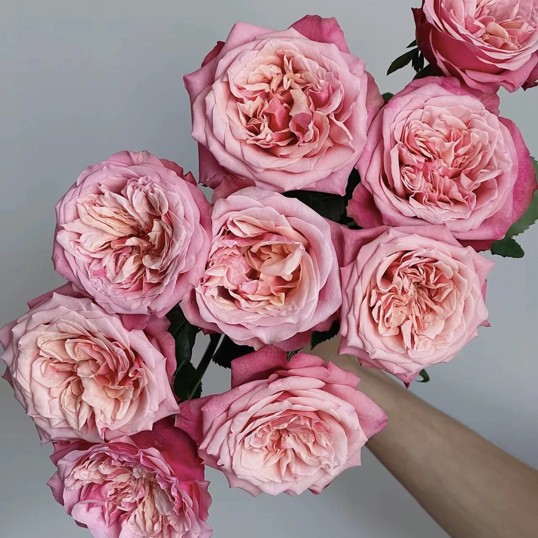 邵掌柜【闺蜜】单头玫瑰 云南高品质鲜切花，品质优选 顺丰发货