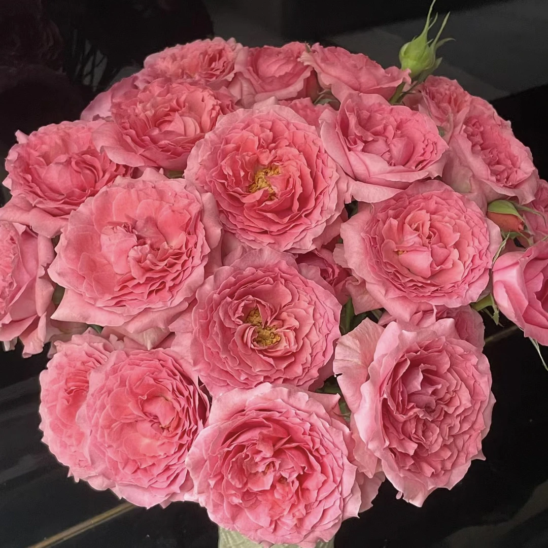 邵掌柜【珊瑚果冻】多头玫瑰 云南高品质鲜切花，顺丰发货