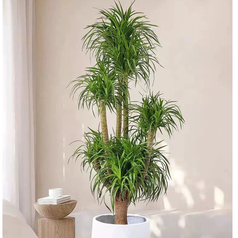 多头龙血树绿植龙铁树龙须树室内大型绿植盆栽旺宅老桩独桩室内
