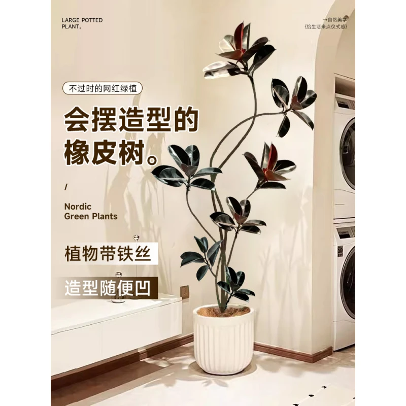家具美化培育优美绿植黑金刚橡皮树家居盆栽造景绿植高端轻奢摆件