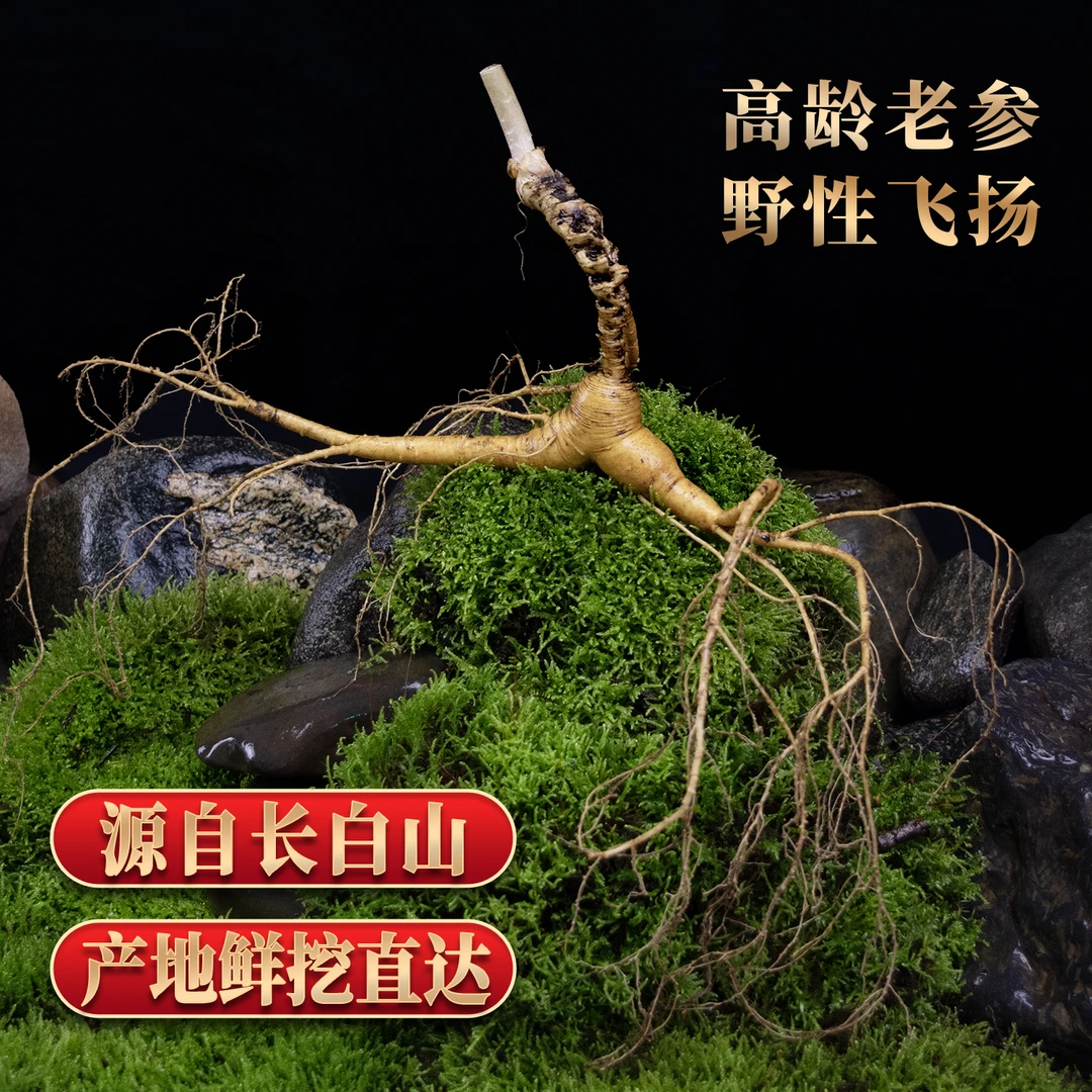 长白山人参煲汤泡酒泡水林下参