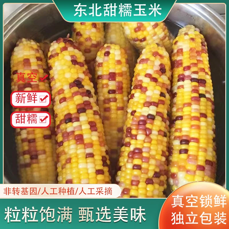 【试吃2根】美域稻乡东北甜糯花玉米9支装每箱香甜软糯