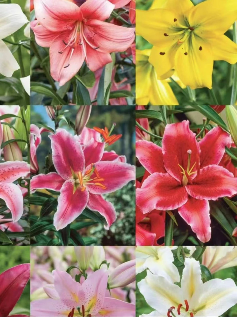 四季可种1颗【重瓣盲球】香水百合花球 庭院阳台花球