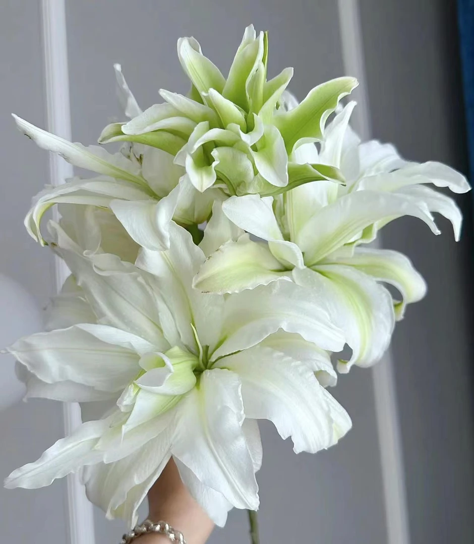 四季可种1颗17/19【爱莎】重瓣香水百合花球 庭院阳台花球