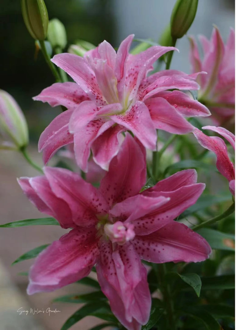 四季可种1颗17/19【艾斯拉】重瓣香水百合花球 庭院阳台花球