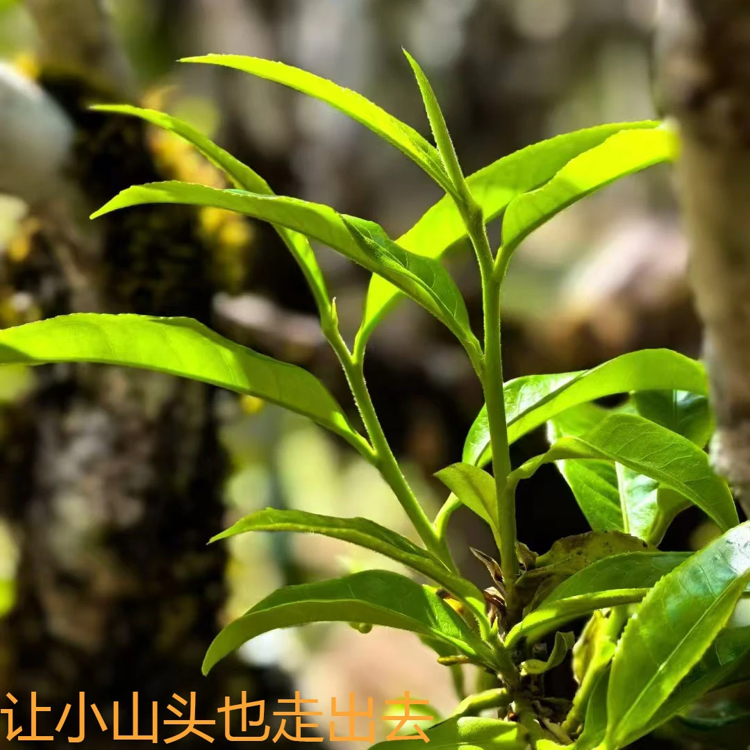 2023年邦东古树散料