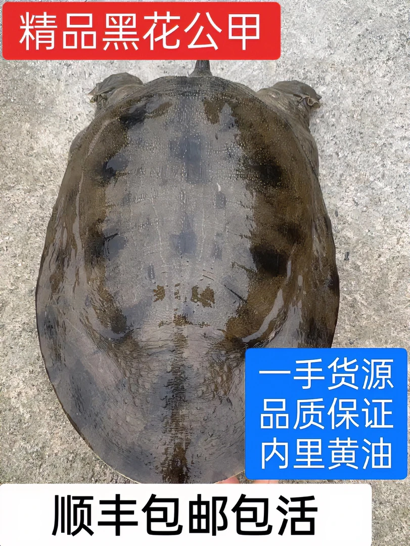 直播挑选虾头仿野甲鱼1.6到4斤多公甲品相多样顺丰包邮包活量大