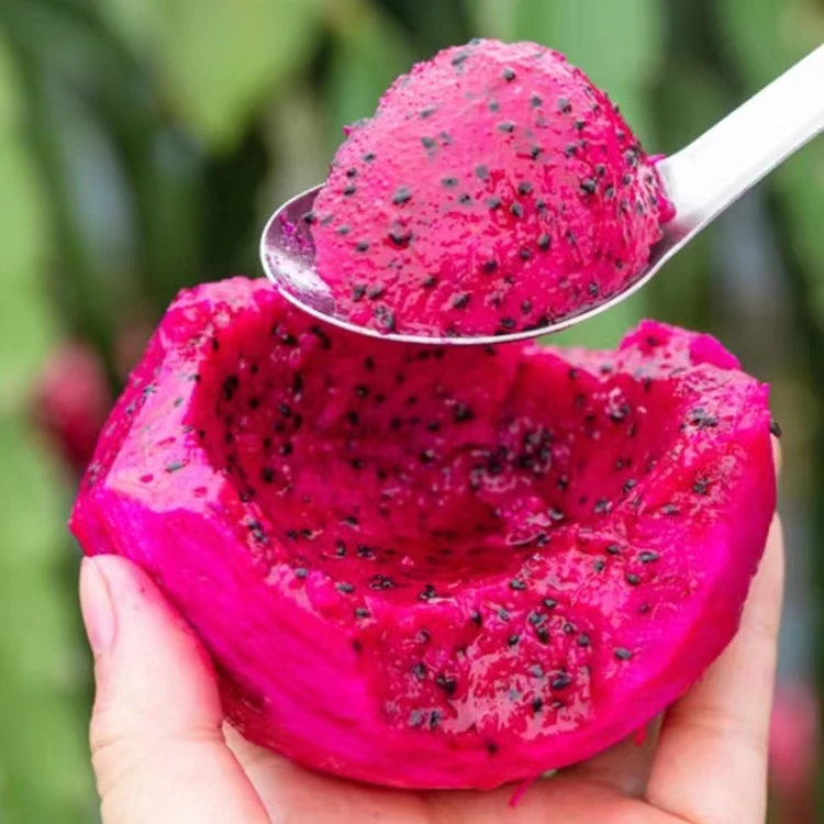 金都一号红心火龙果皮薄果肉细腻香甜美味多汁3/4.5斤