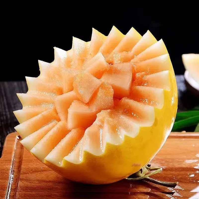 甘肃沙漠民勤蜜瓜戈壁黄河黄金香瓜新鲜水果蜜瓜6-9斤