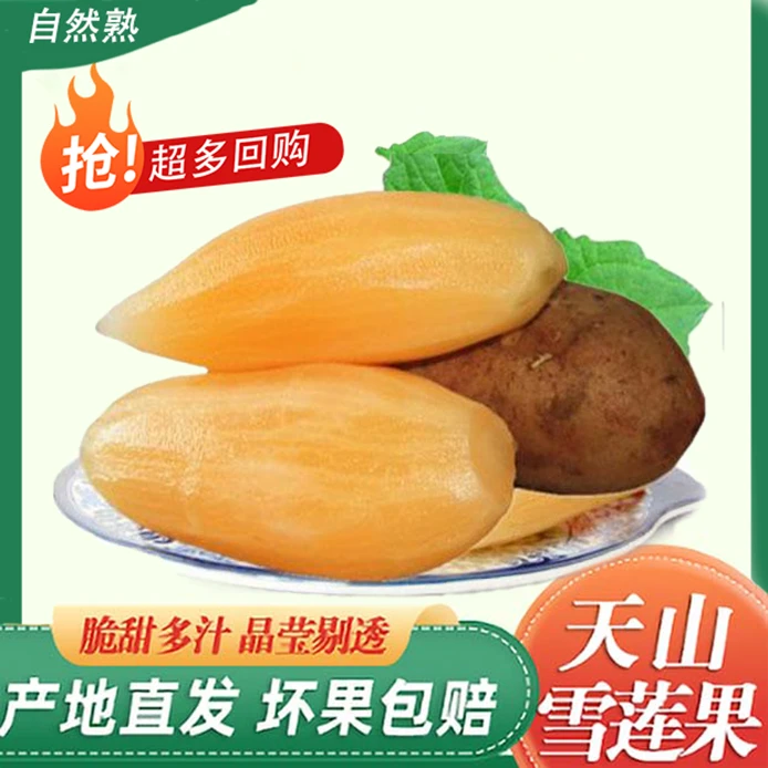 云南雪莲果清甜多汁脆嫩可口新鲜水果当季现挖现货5斤 4-12个装