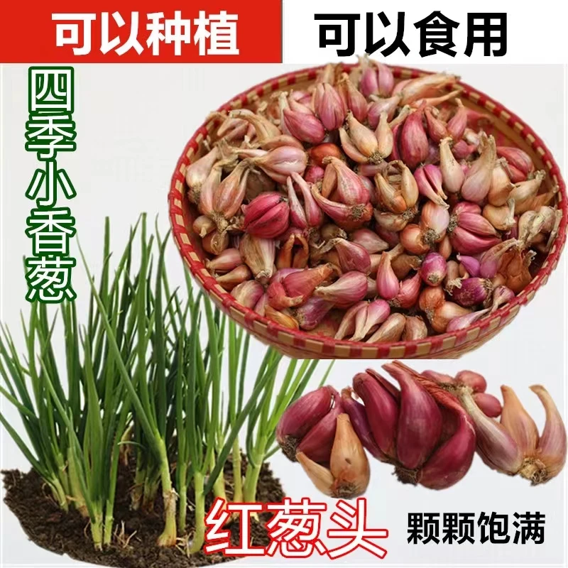 四川红葱头黄葱头铁葱火葱自家种四季种植四季小香葱水培香葱盆栽