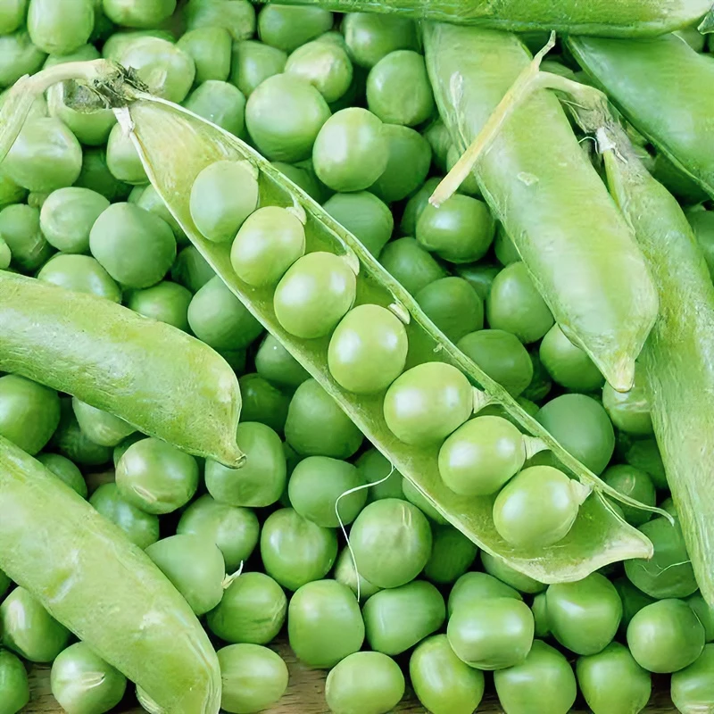 现摘现发新鲜豌豆鲜青豌豆荚农家自种带壳青豆露天生长豌豆角3斤
