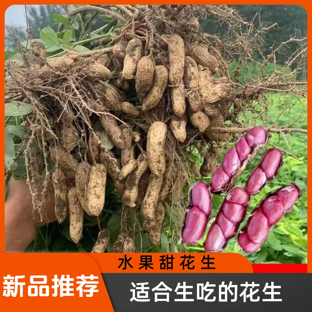 甜花生新鲜湿花生现挖带泥鲜花生带壳水果花生红皮花生生干花生