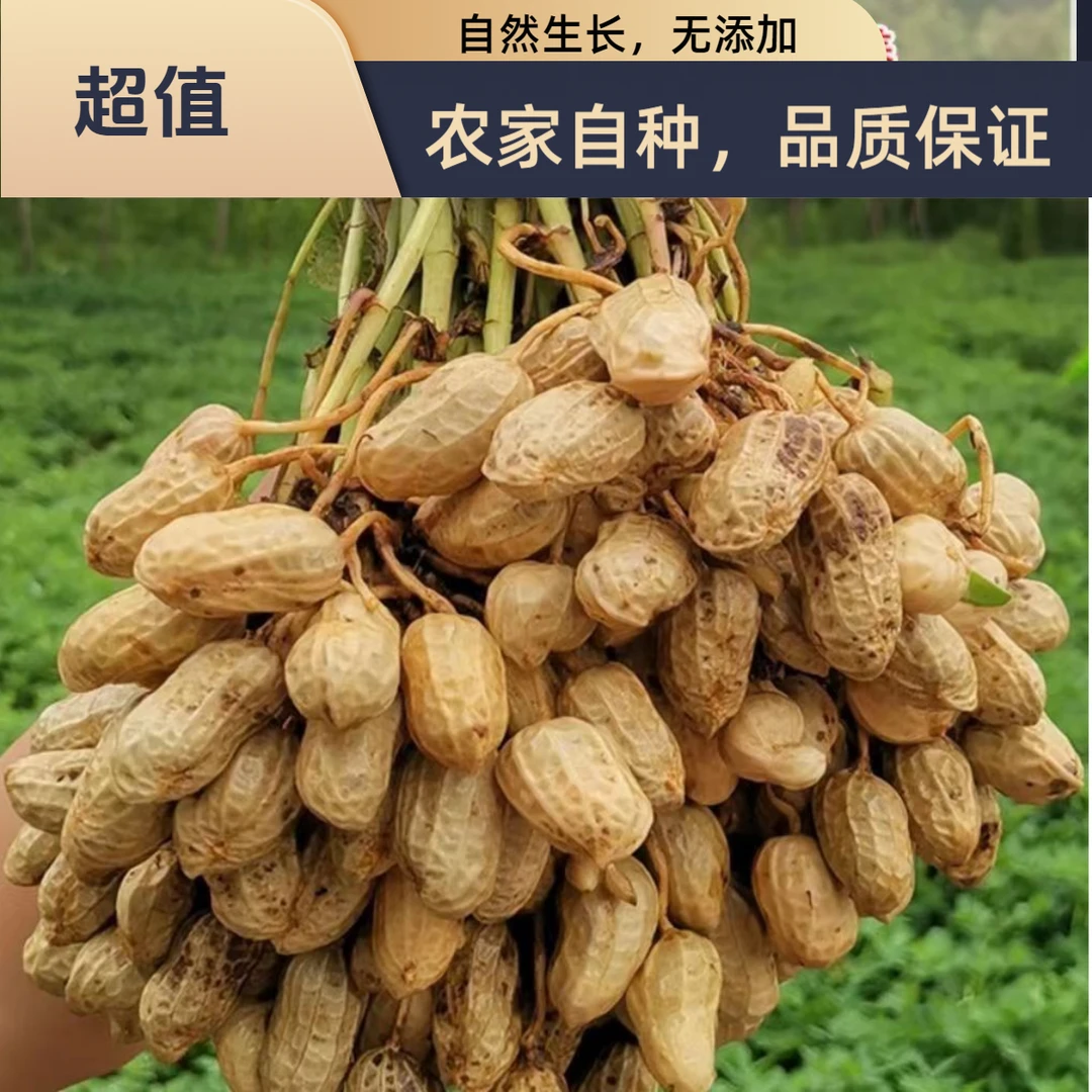 新鲜湿花生2025年现挖现发带泥鲜花生带壳花生米粉皮生花生大花生