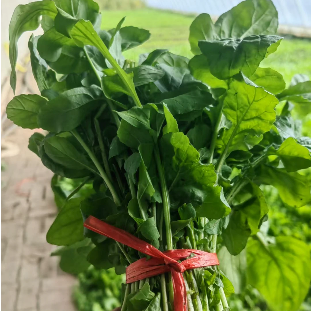 东北小臭菜，温室现摘臭菜，绿色新鲜当天发货。