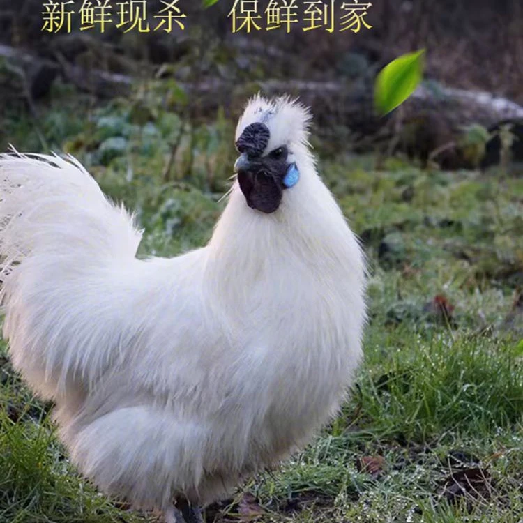 煲汤乌鸡滋补新鲜现杀【买2送2】到手4只净膛净重6-6.5斤顺丰包邮