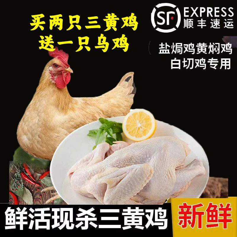 新鲜三黄鸡【买2只三黄送一只乌鸡】到手3只净膛净重【4.8斤】左右