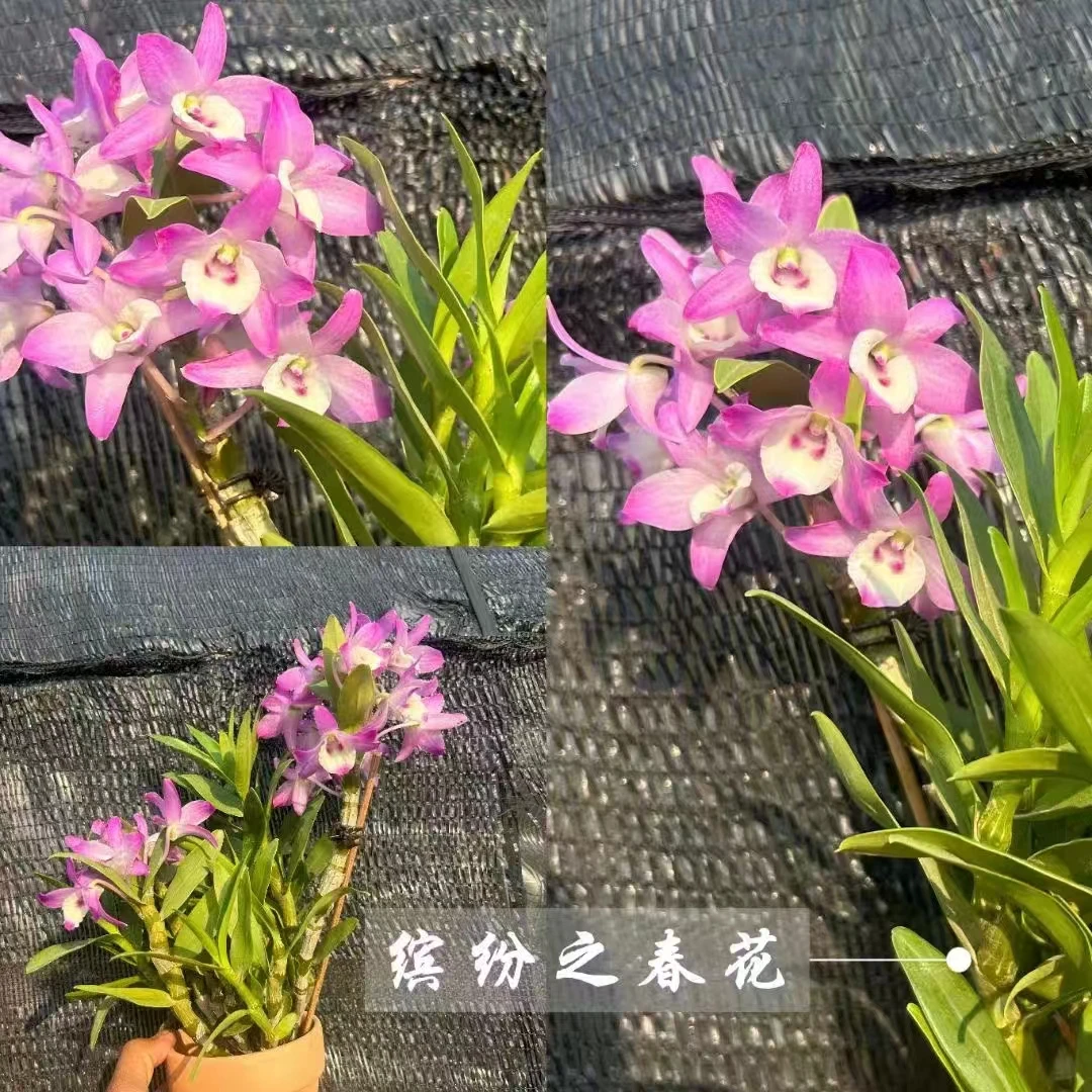 缤纷春石斛，开花大朵漂亮