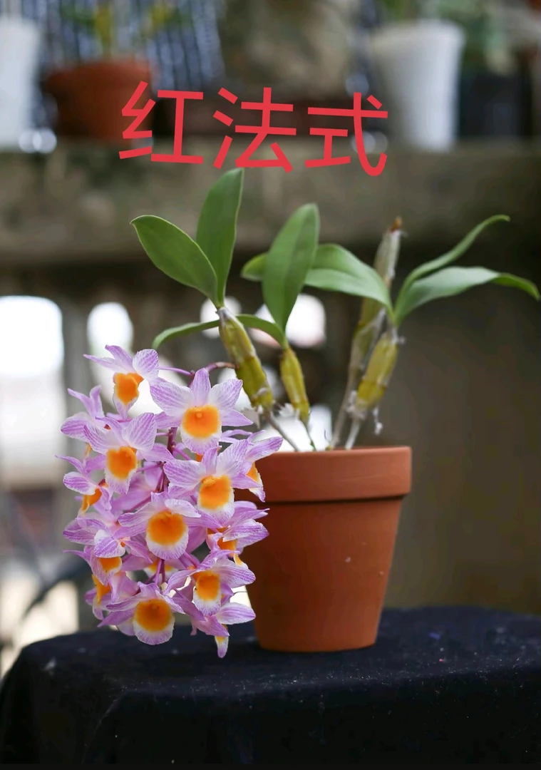 红法式石斛，球形粉花