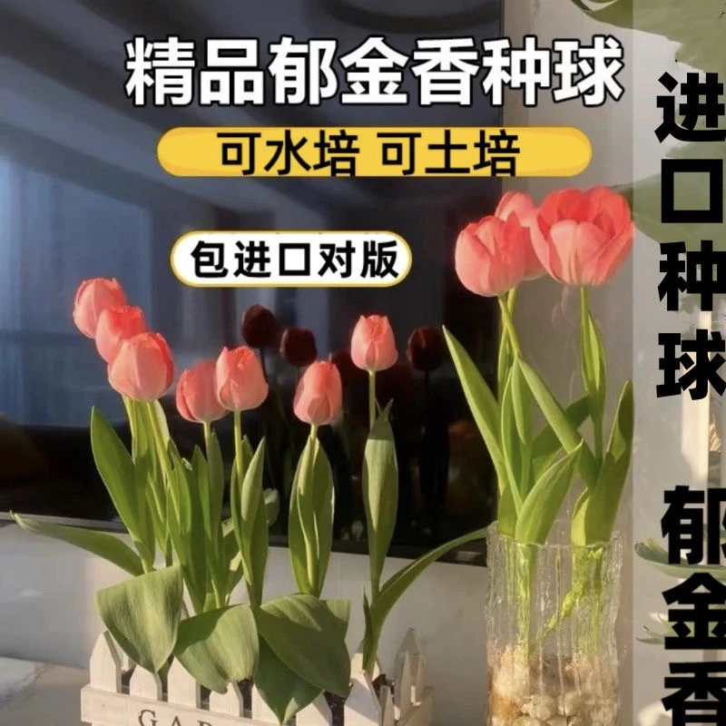 【土培套餐】进口郁金香种球栽培培养精品春天种植栽培大球粉色红色