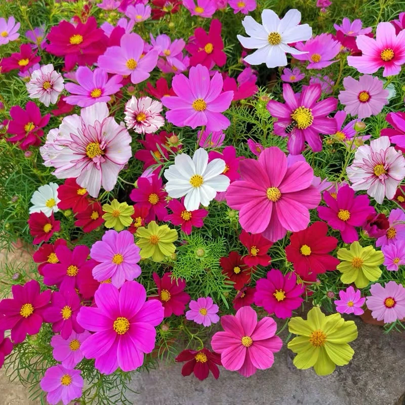 波斯菊花种子七彩格桑花种籽四季易种花期长庭院花卉造景花海种子