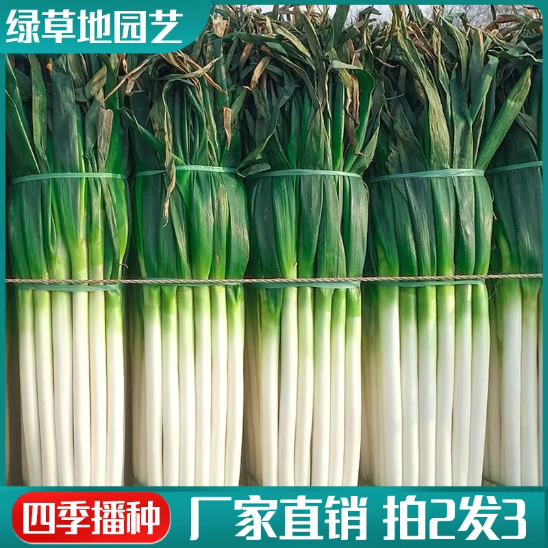 【拍2发3】章丘大葱种子山东铁杆巨葱四季香葱耐寒耐热易种蔬菜种子