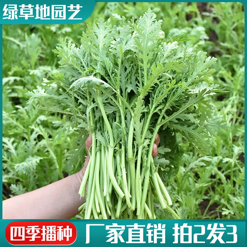 【拍2发3】小叶茼蒿种子高产易种多次采收四季阳台盆栽蔬菜种籽耐热