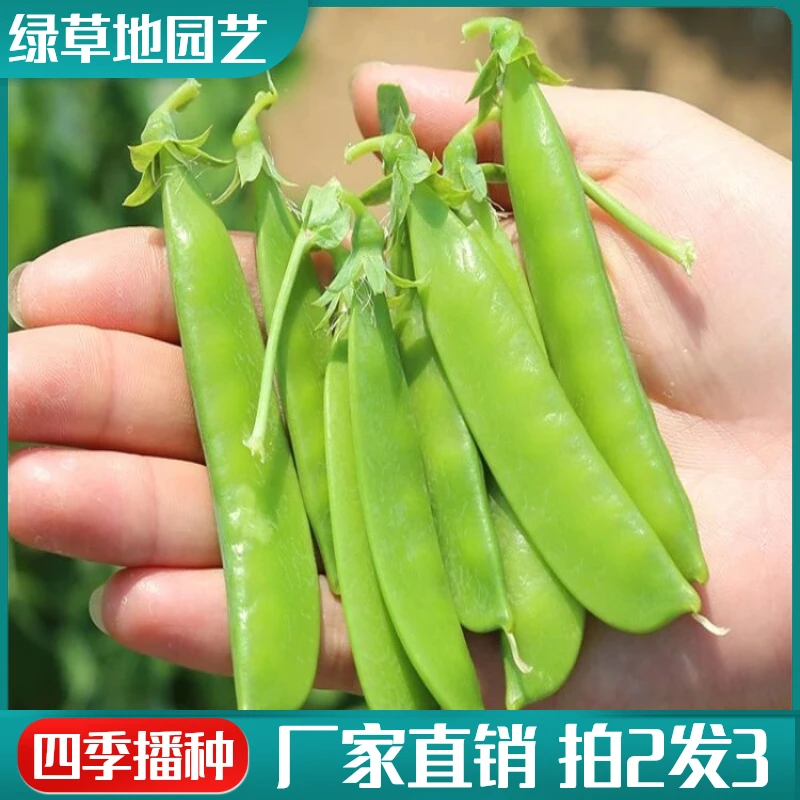 【拍2发3】荷兰豆种子双花双荚甜豌豆四季高产庭院阳台盆栽蔬菜种子