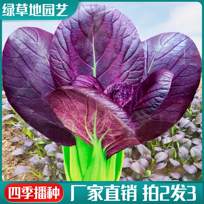 【拍2发3】紫油菜种子高钙紫色小青菜种子家庭阳台四季春秋蔬菜种籽