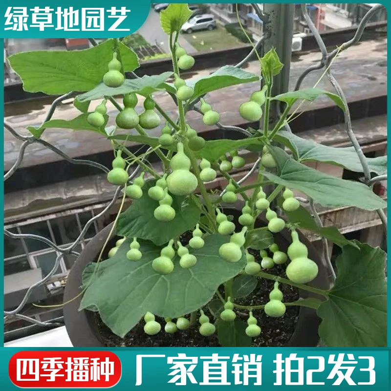 【拍2发3】正宗手捻小葫芦种子草里金文玩小亚葫芦四季阳台盆栽易种
