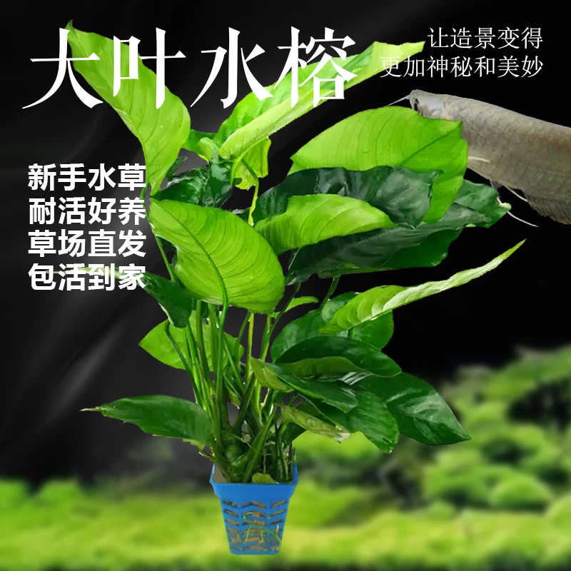 丹麦尖叶水榕 活体鱼缸造景观赏水草有茎类阴性真水草植物包邮
