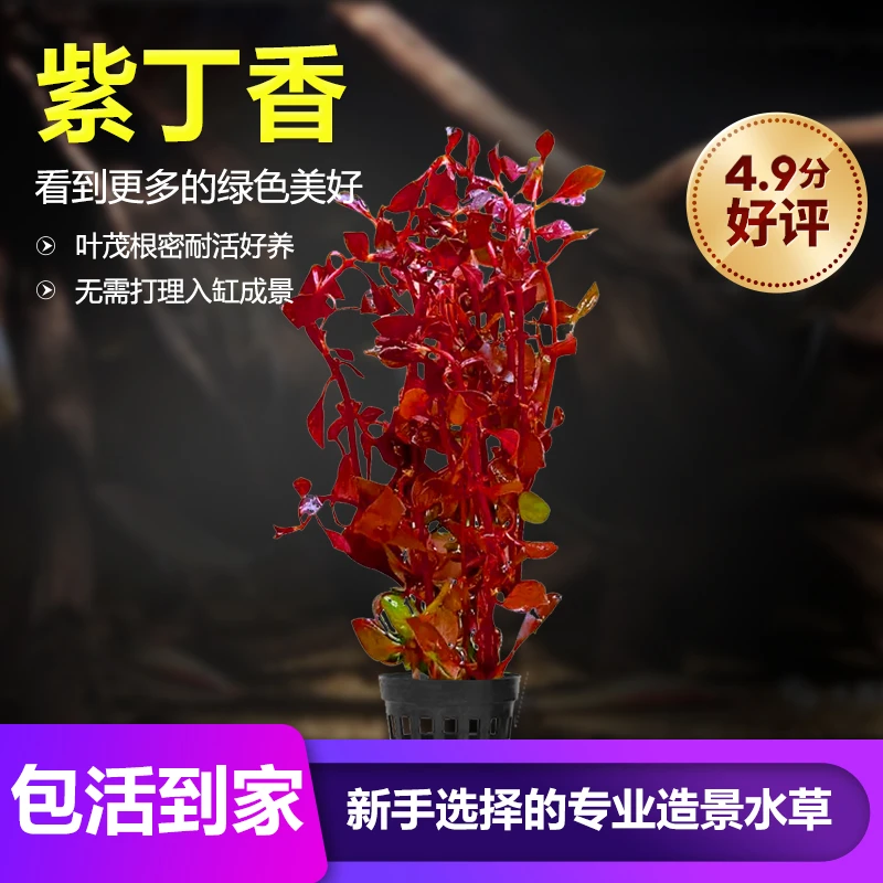 鱼缸水草【红草系列】红宫廷真草红羽毛紫丁香血心兰好养阴性水草