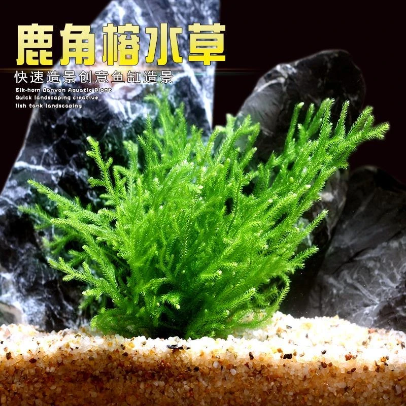 鹿角榕懒人活体水草植物 鱼缸水草耐活耐低温苔藓生态瓶造景阴性