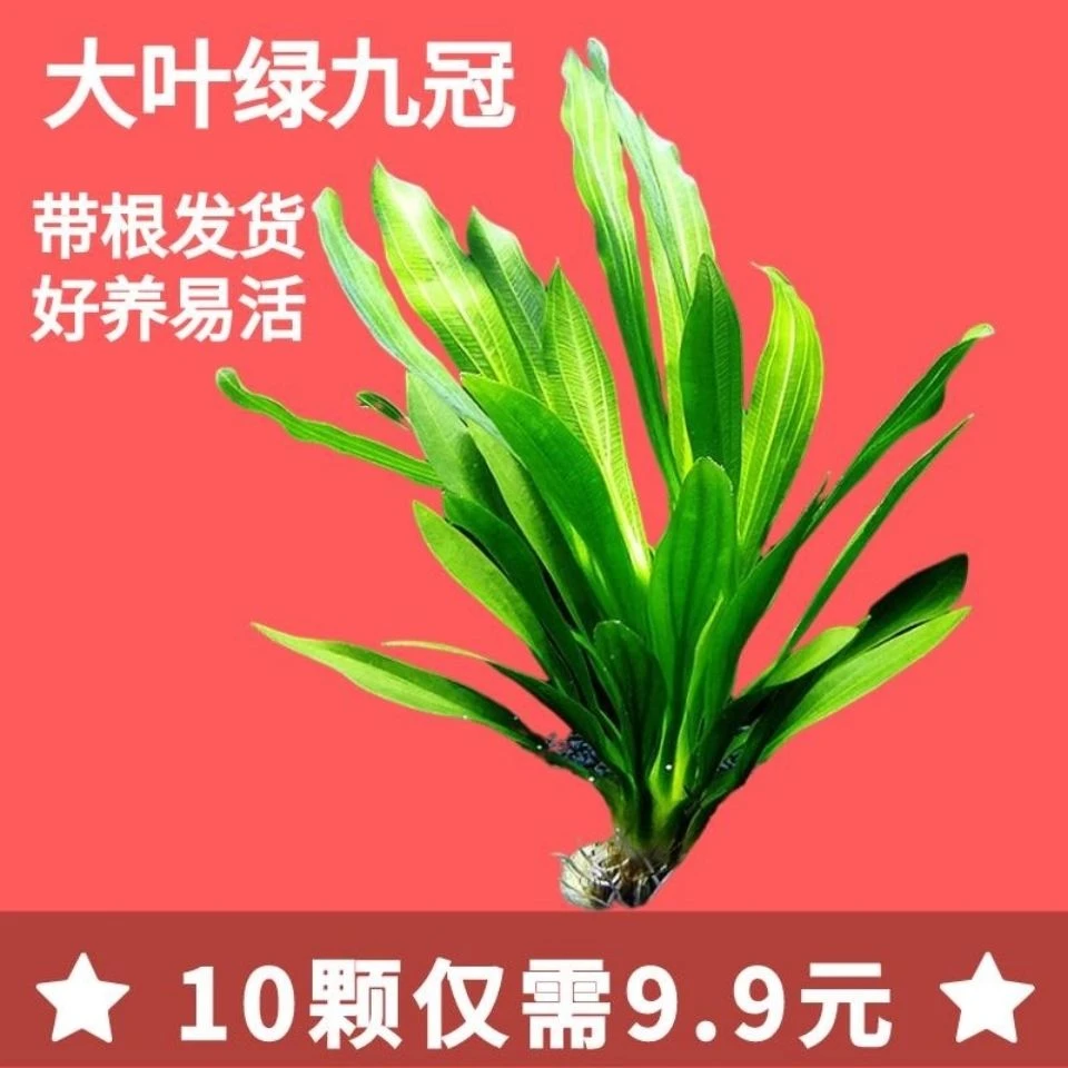 鱼缸水草植物真草造景套餐阴性增氧趴地矮珍珠活懒人水榕沉木