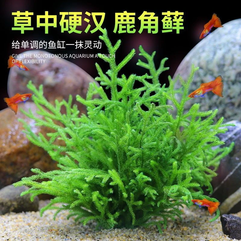 鹿角苔鹿角藓水草懒人阴性净化水质无土耐低温真水草鱼缸造景套餐