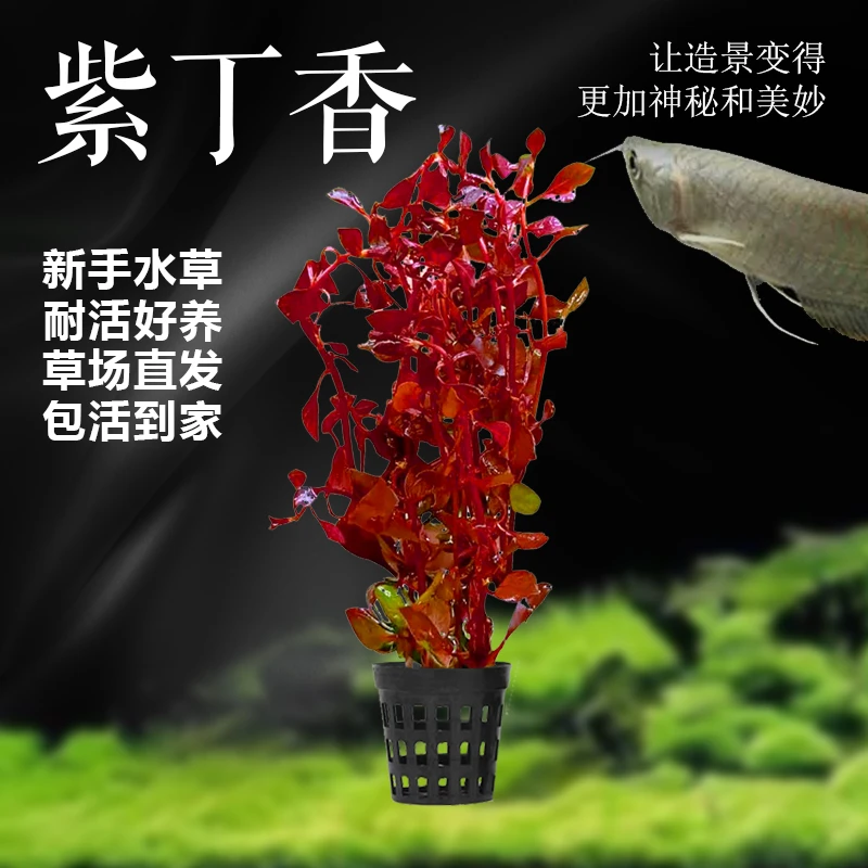 水下叶水草中后景草紫红丁香红绿宫廷玫瑰丁香血心兰水草组合深绿