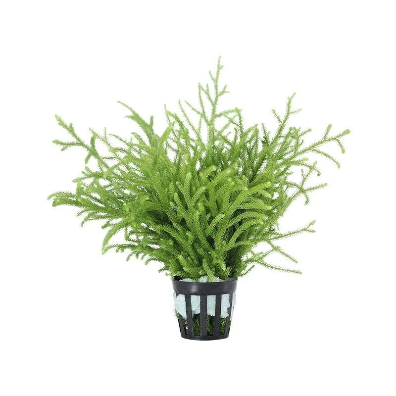 鱼缸水草植物造景套餐蜈蚣草阴性增氧趴地矮珍珠活懒人水榕沉木