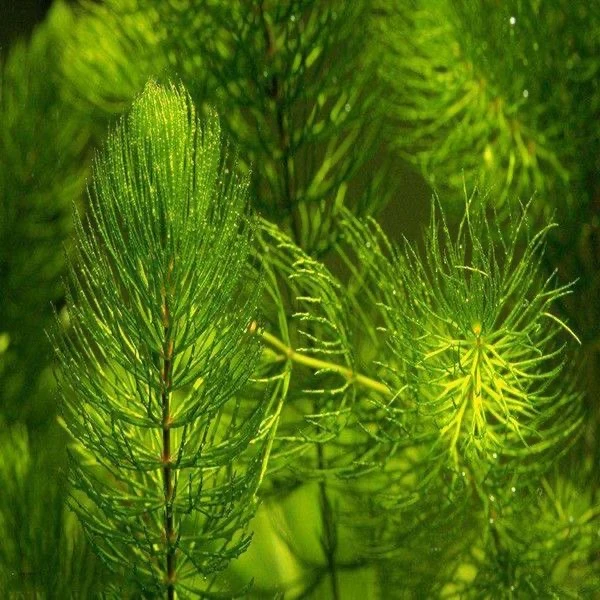 金鱼藻轮叶黑藻水芙蓉淡水活体前景后景真水草造景净化水质金鱼草