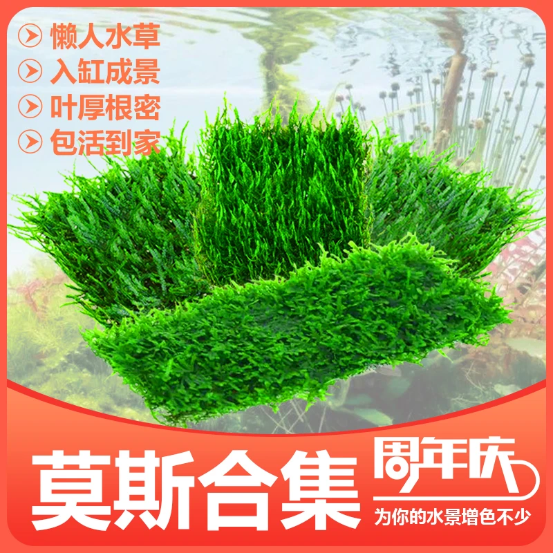 莫斯水草大三角莫斯垂类火焰莫斯网片增氧懒人莫斯网片鱼缸饲养