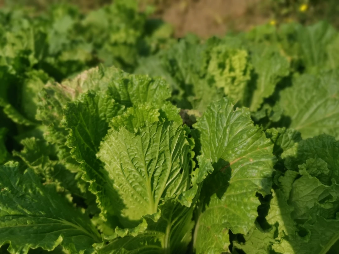 贵州农村老乡自种青麻叶白菜