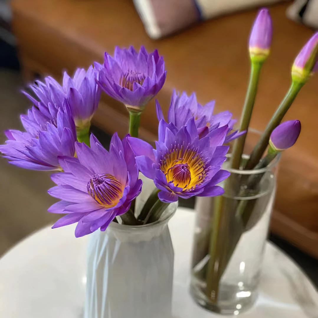 【星辰star】紫色睡莲鲜花广州基地包邮带花苞发货室内水培好养护