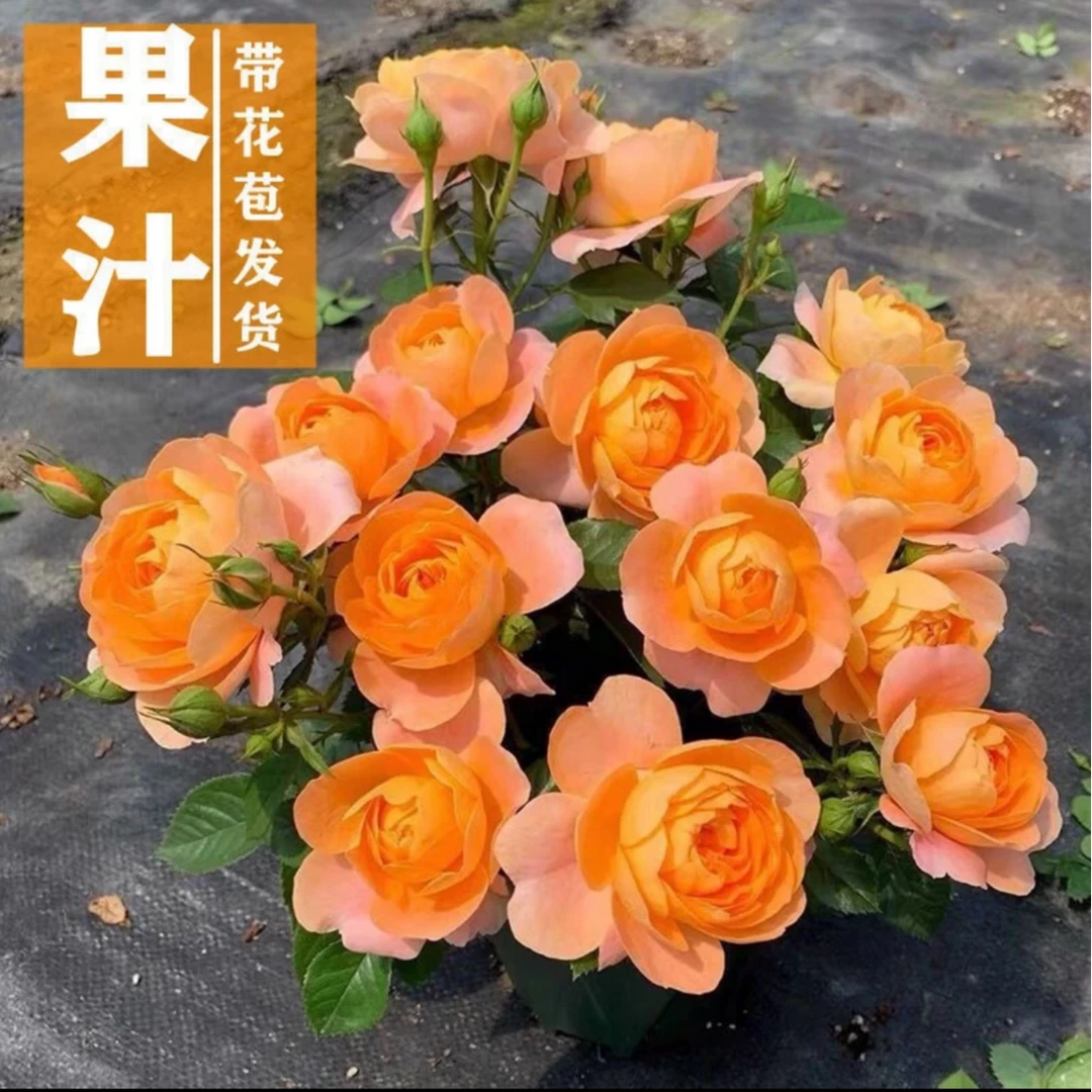 [果汁阳台]月季花盆栽