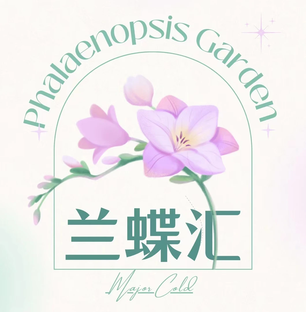 兰蝶汇【林茨】蝴蝶兰带花发货