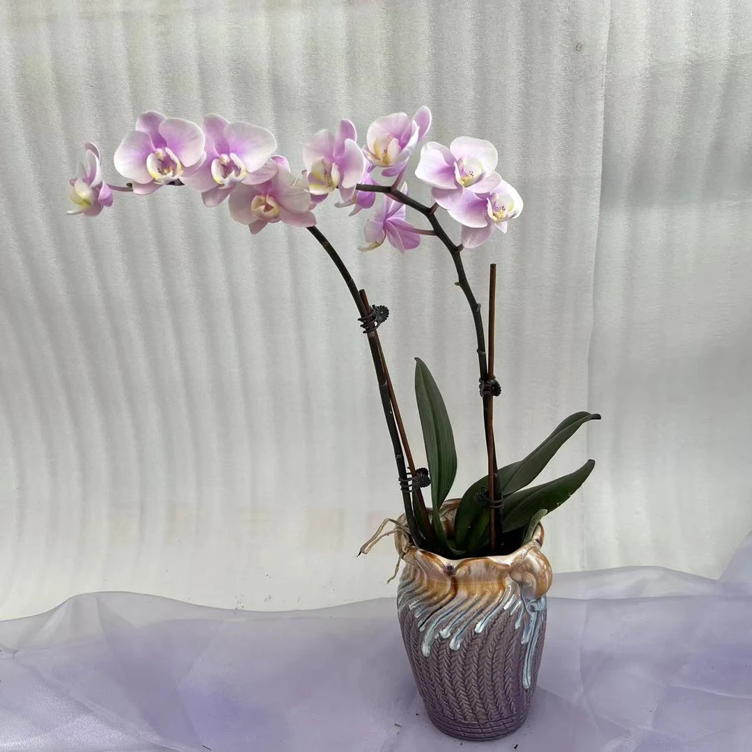 兰蝶汇【鱼美人2棵微瑕消苞】蝴蝶兰