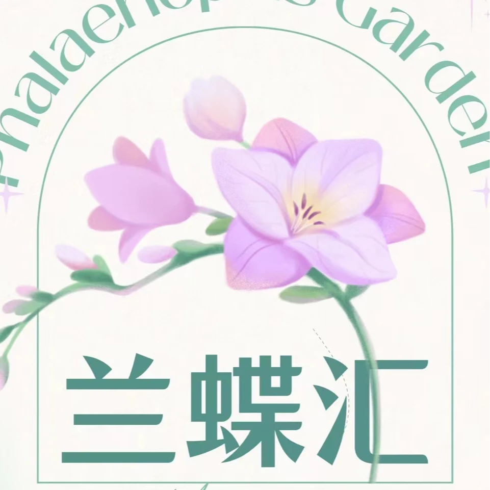 兰蝶汇【闪边安娜6棵】蝴蝶兰带花发货