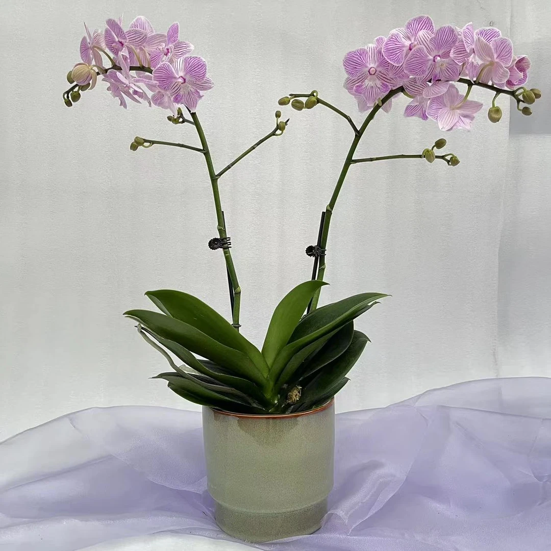 【兰蝶汇】曼塔佩尼达（保双）蝴蝶兰带花带苞室内阳台桌面绿植花卉