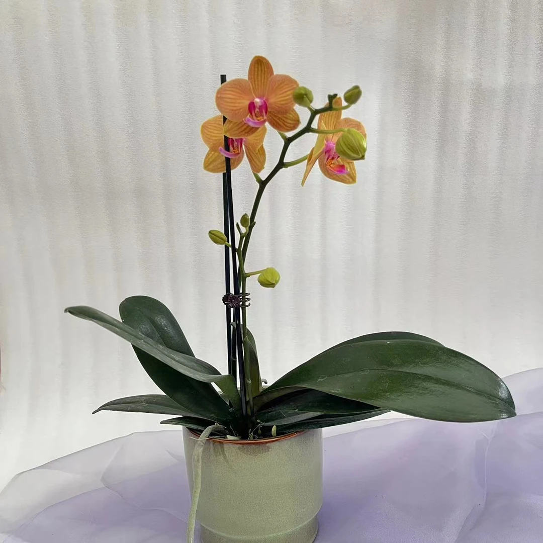 【兰蝶汇】杜布罗夫尼克蝴蝶兰带花发货室内阳台桌面绿植花卉