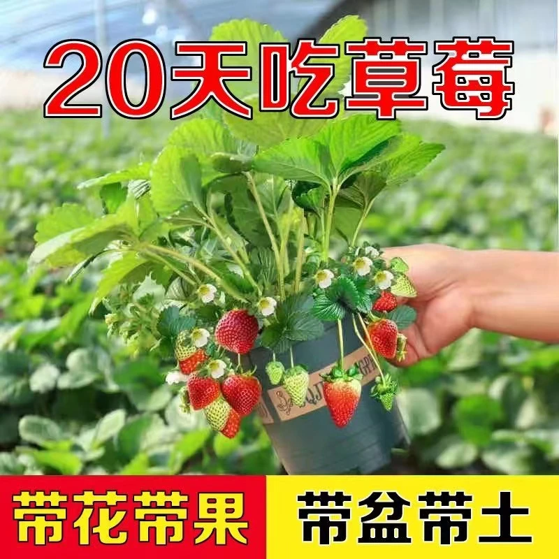 发货原土奶油盆栽室内南北方阳台四季结果庭院植物花卉家庭种植