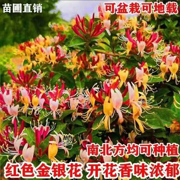 四季金银花苗盆栽地栽爬花墙可泡茶红色多彩金银花南北方都可种植